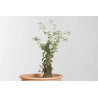 Quercus suber - B1626