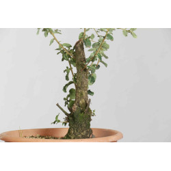 Quercus suber - B1626