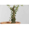 Quercus suber - B1626