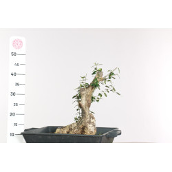 Olea europea sylvestris - B1897