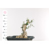 Olea europea sylvestris - B1897