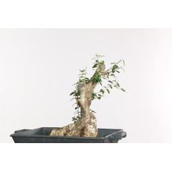 Olea europea sylvestris -...