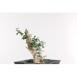Olea europea sylvestris - B1897