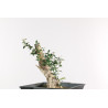 Olea europea sylvestris - B1897