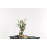 Olea europea sylvestris - B1897