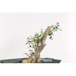 Olea europea sylvestris - B1897