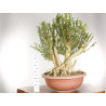 Buxus sempervirens - B1961