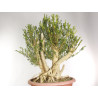 Buxus sempervirens - B1961