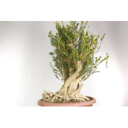 Buxus sempervirens - B1961