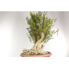 Buxus sempervirens - B1961