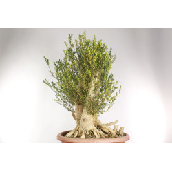 Buxus sempervirens - B1961