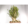 Buxus sempervirens - B1961