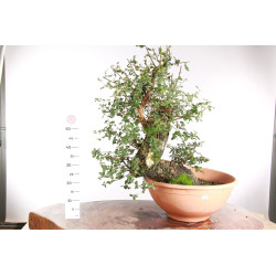 Quercus suber - 5
