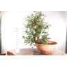 Quercus suber - 5