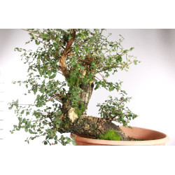 Quercus suber - 5