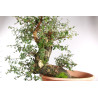 Quercus suber - 5