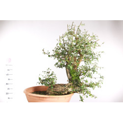 Quercus suber - 5