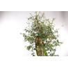 Quercus suber - 5
