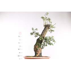 Quercus suber - 8