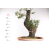 Quercus suber - 8
