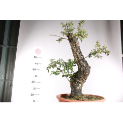 Quercus suber - 8