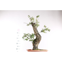 Quercus suber - 8