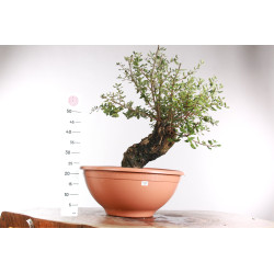 Quercus suber - 9