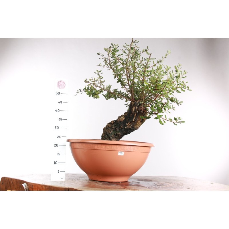 Quercus suber - 9