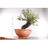 Quercus suber - 9