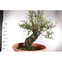 Quercus suber - 9