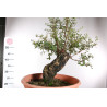 Quercus suber - 9