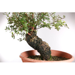 Quercus suber - 9