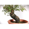 Quercus suber - 9