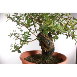 Quercus suber - 9
