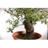Quercus suber - 9
