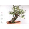 Quercus suber - 9