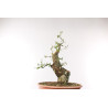 Quercus suber - B2705