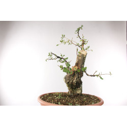 Quercus suber - B2705