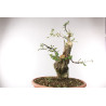 Quercus suber - B2705