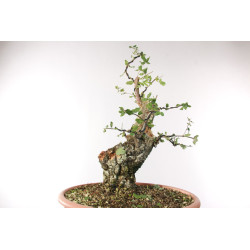 Quercus suber - B2705