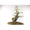 Quercus suber - B2705