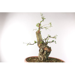 Quercus suber - B2705