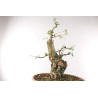 Quercus suber - B2705