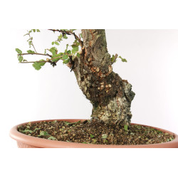 Quercus suber - B2705