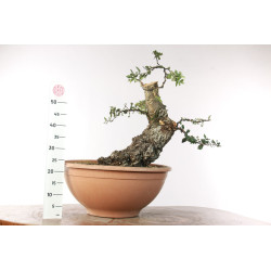Quercus suber - B2706