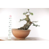 Quercus suber - B2706