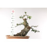 Quercus suber - B2706