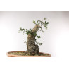 Quercus suber - B2706