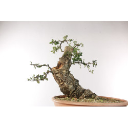 Quercus suber - B2706