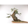Quercus suber - B2706